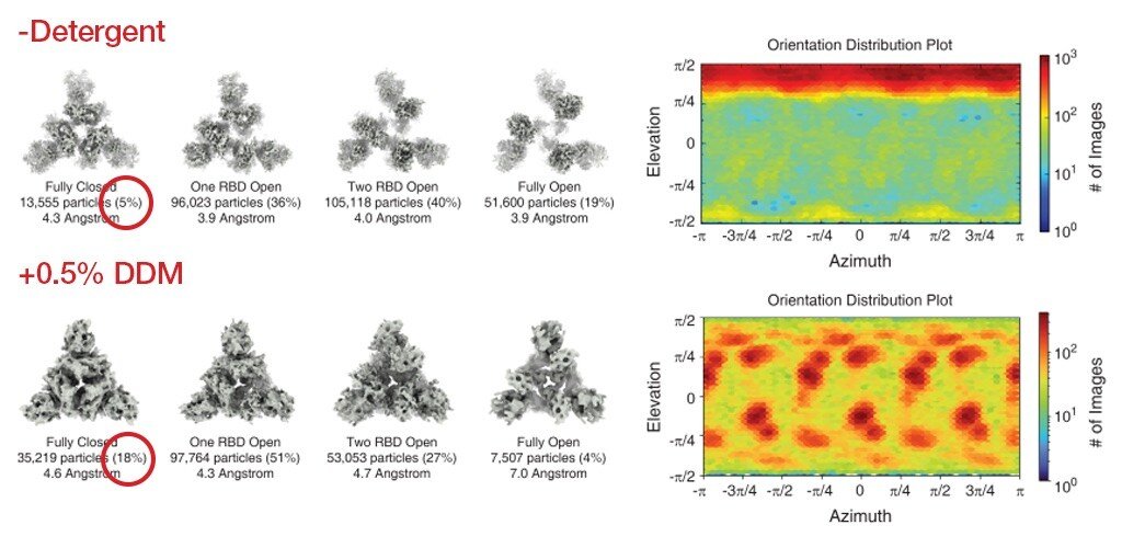 Structural determination of SARS-C. Image adapted from Egri, SB, et al. under CC BY 4.0.